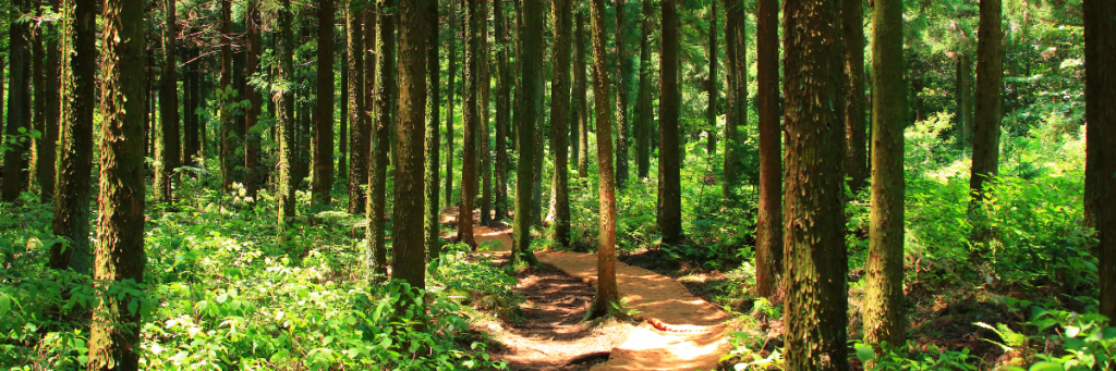  A winding path or trail through a dense forest or mountain terrain, emphasizing the journey aspect. Soft sunlight filters through the trees or around the mountains, indicating hope and discovery.
